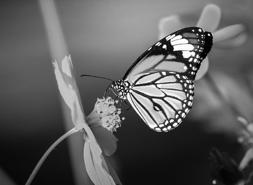 催收短信电话轰炸机