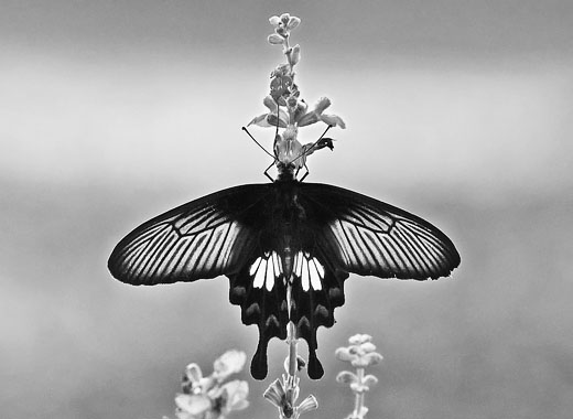 在线手机号测压